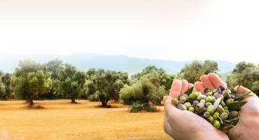 370-x-200-DÉMARRAGE-HUILE-D’OLIVE