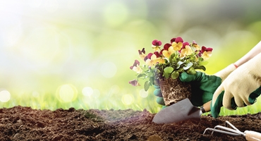 370-x-200-PRODUCTION-DE-PLANTS